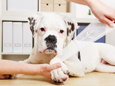 Boxer Dog Getting Bandage after Injury on Leg