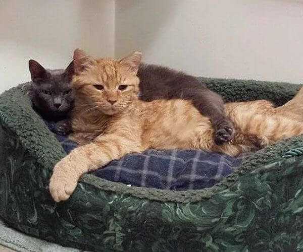 cats lying on cat bed