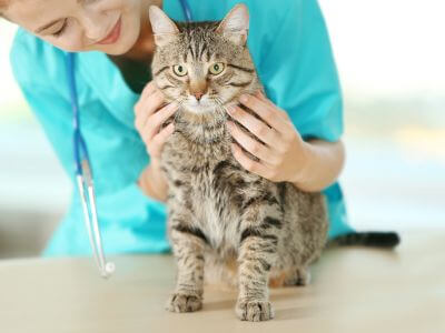 a vet hold a cat