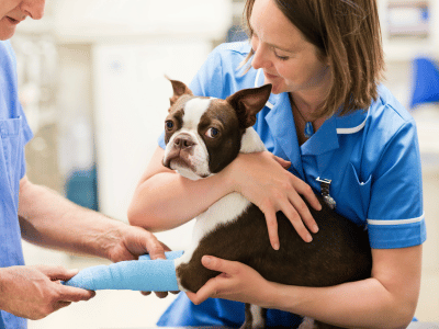 vet hold an injured dog