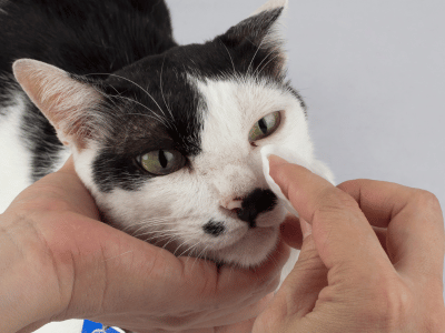 person cleaning cat eyes