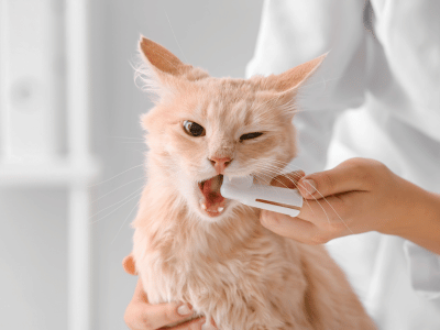 vet cleaning cat teeth by brush