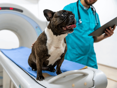 vet checking dog report