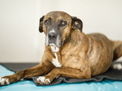 an older dog sitting in mat