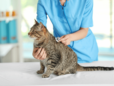 vet checking cat health by stethoscope