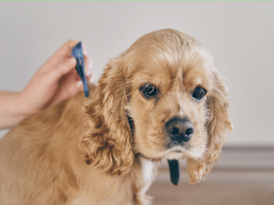 vet applying medicine of dog