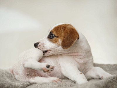 dog itching leg by mouth