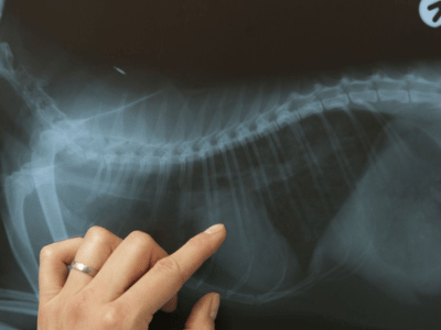 x-ray report of dog