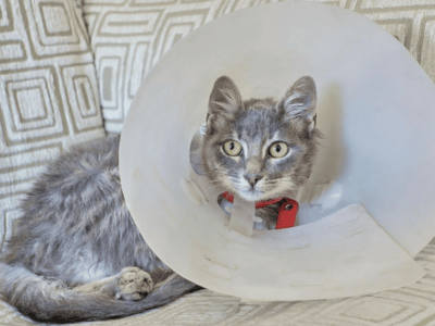 cat with surgical collar