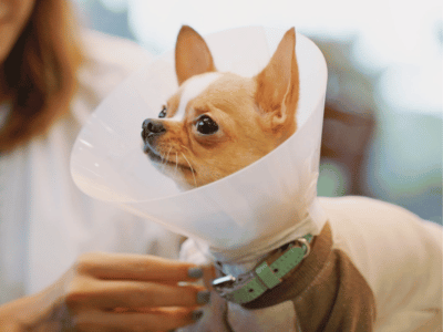 dog with surgical collar