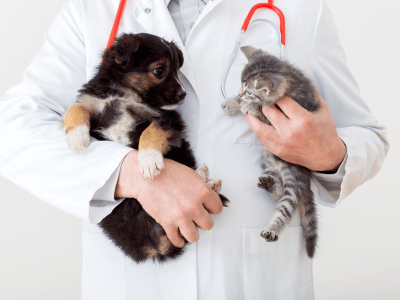 vet hold a puppy and kitten