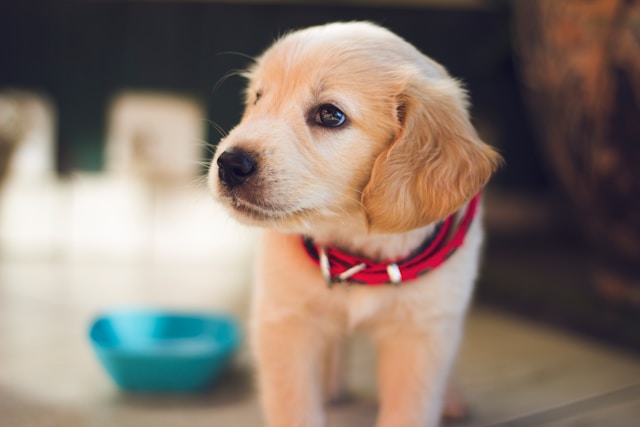 puppy standing in street