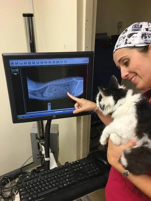 A vet holding a cat while pointing at its X-ray displayed on a monitor