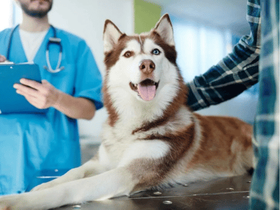 dog at vet clinic