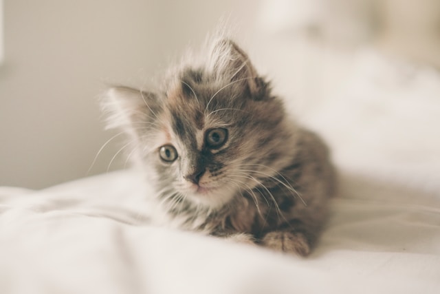 cute kitten sitting in bed