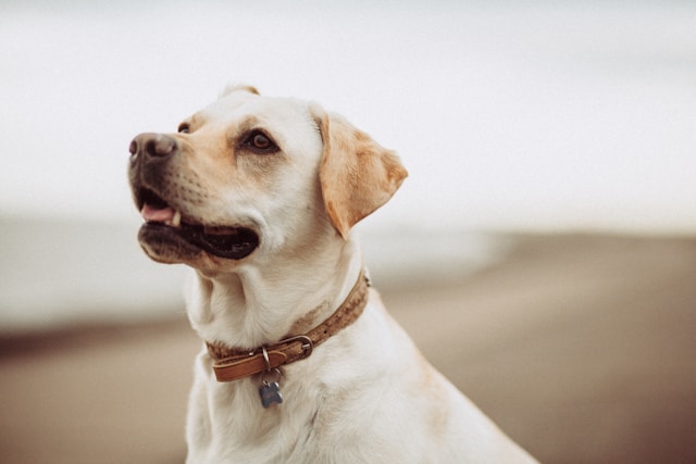 a dog sitting on the beach