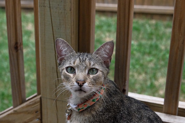 a grey kitten sitting on the porch