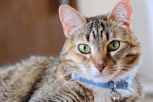 a cat wearing a collar laying down