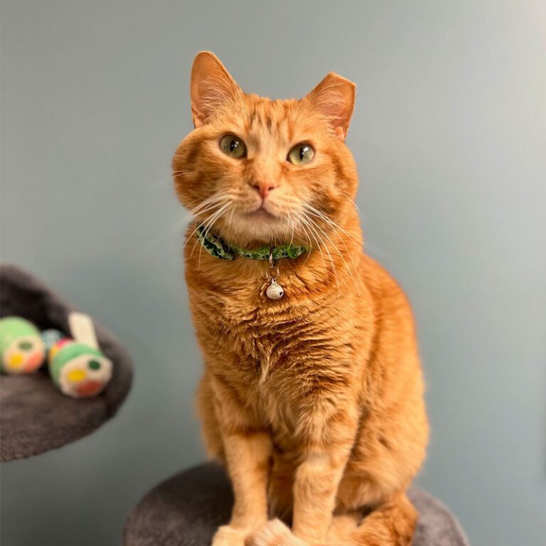 Acorn the cat