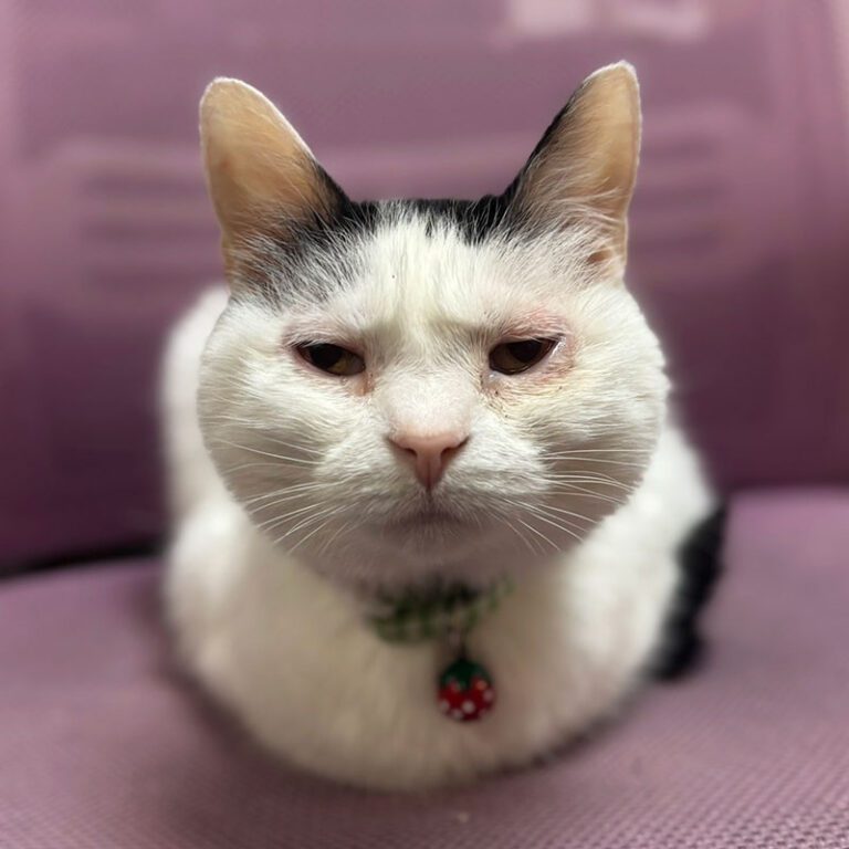 Smucks the cat